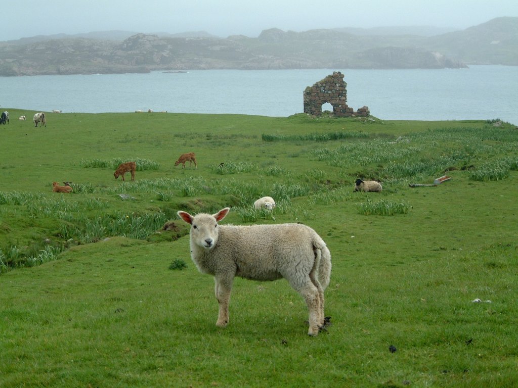 PASTURE NEAR ABBEY