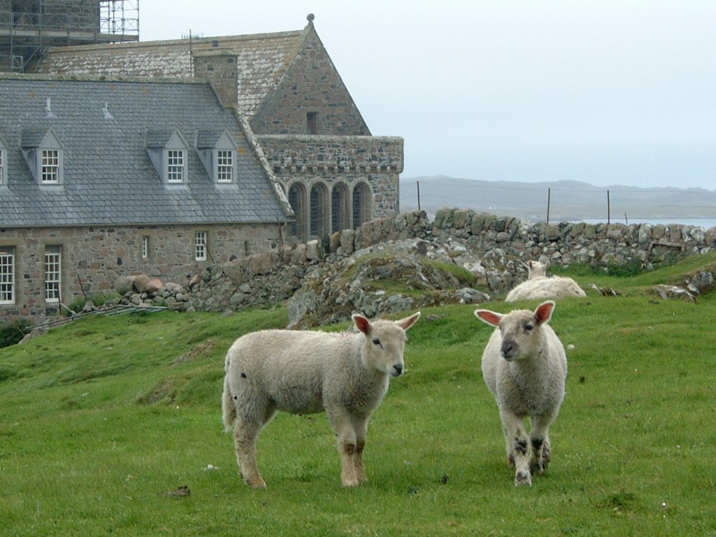PASTURE NEAR ABBEY