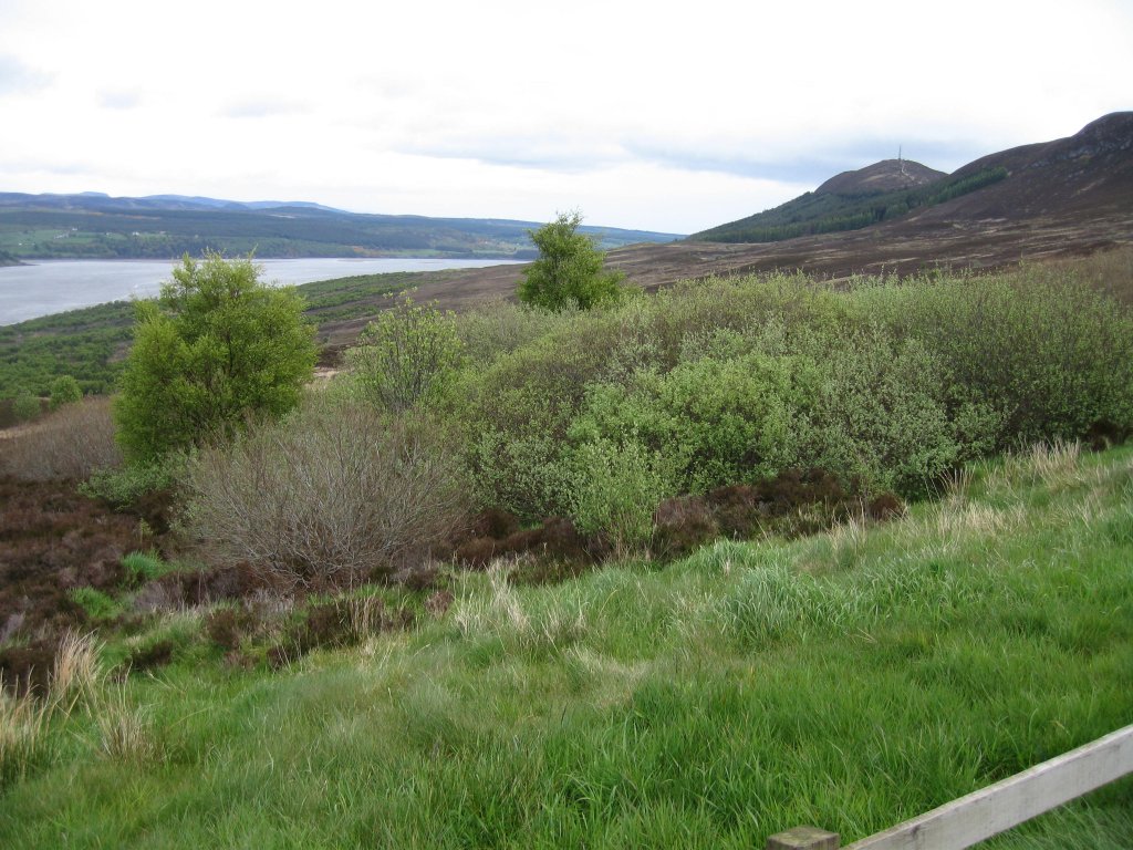 SALT MARSH
