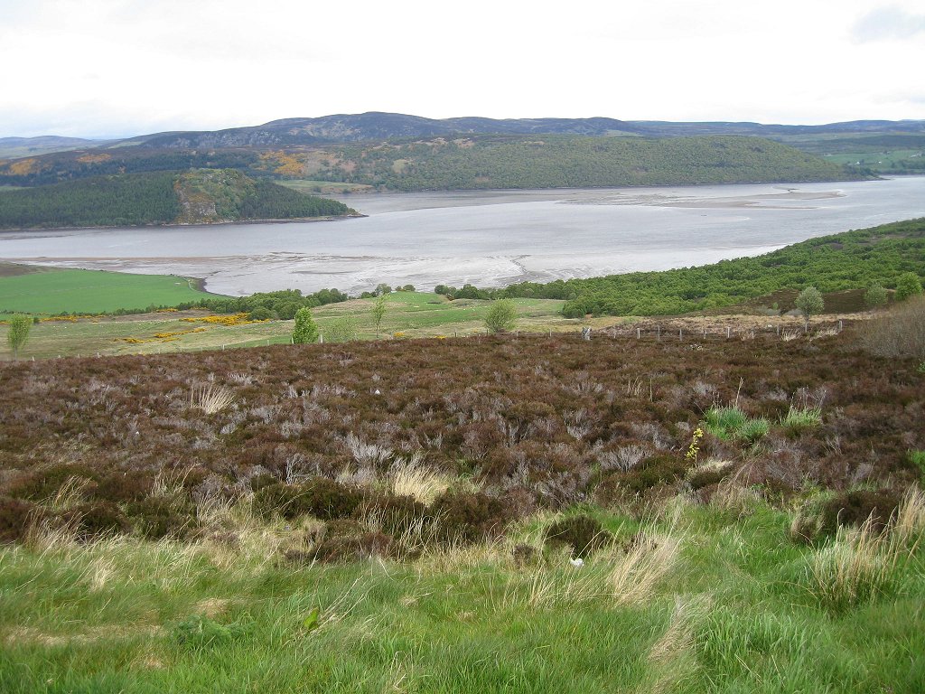 BROOM & GORSE