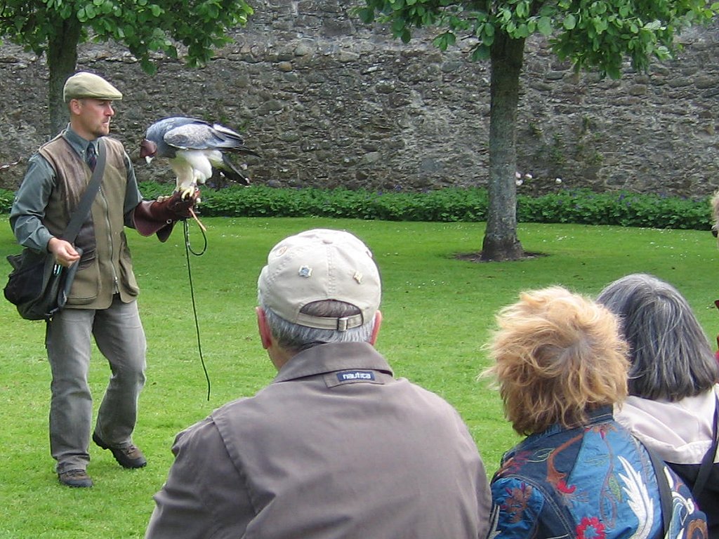 BLUE EAGLE WITH HOOD