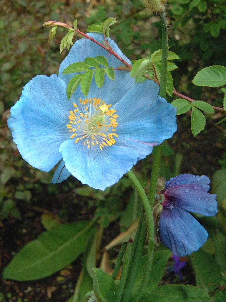 HIMALAYAN BLUE POPPY