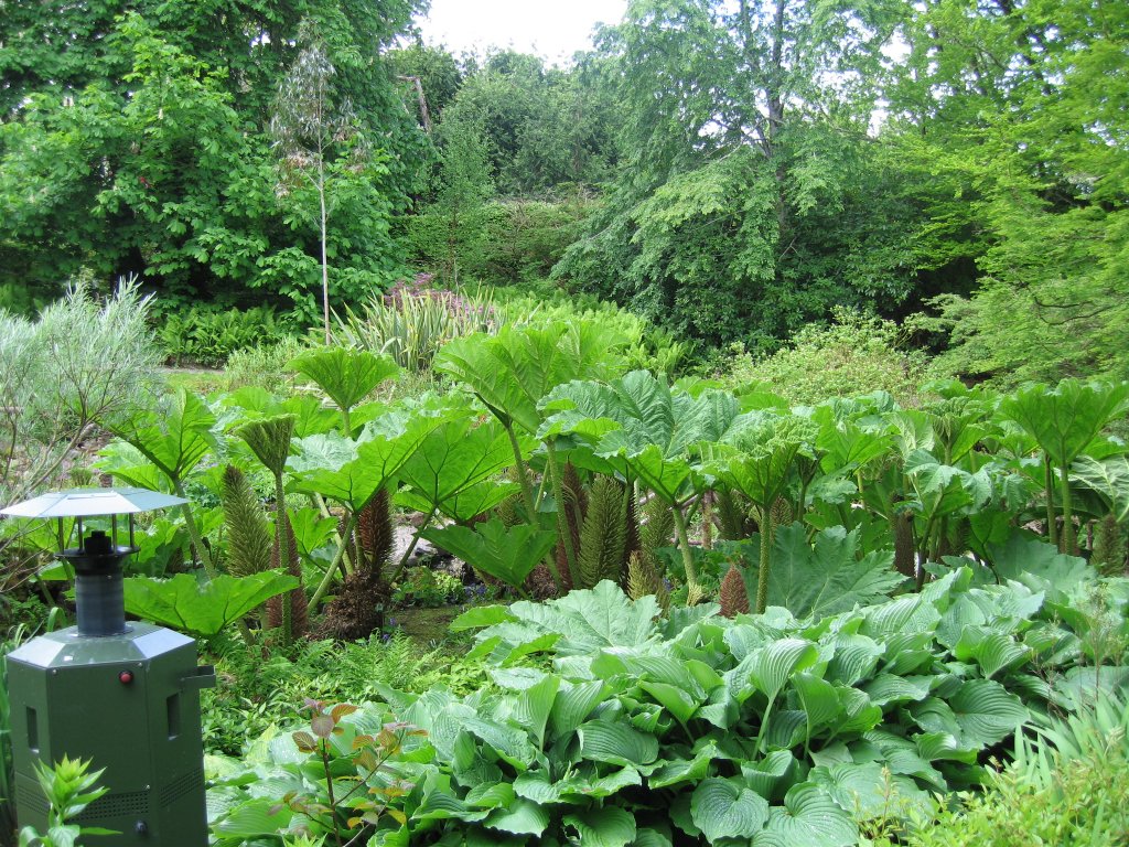 RHUBARB-LIKE PLANTS