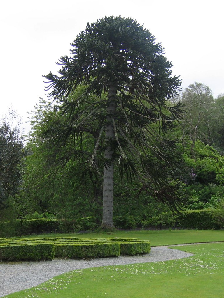 MONKEY PUZZLE TREE