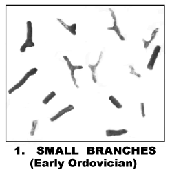 SMALL BRANCHES