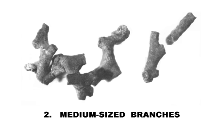MEDIUM-SIZED BRANCHES