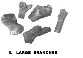 LARGE BRANCHES