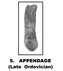APPENDAGE