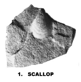 SCALLOP