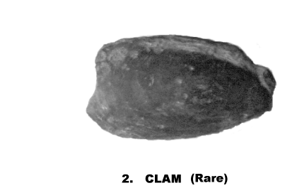 CLAM