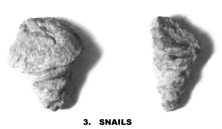 SNAILS