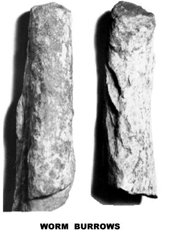 WORM BURROWS