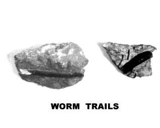 WORM TRAILS
