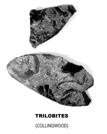 TRILOBITES