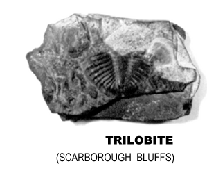 TRILOBITE