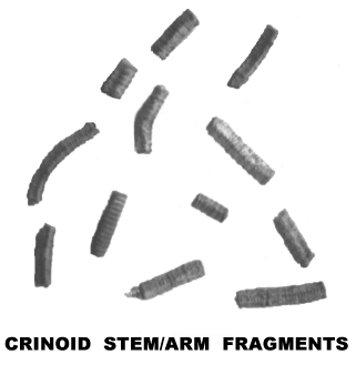 CRINOID STEM/ARM