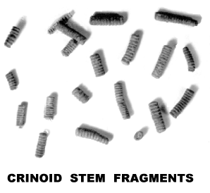 CRINOID STEM