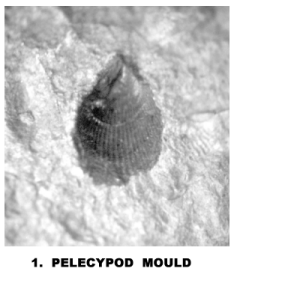 PELECYPOD