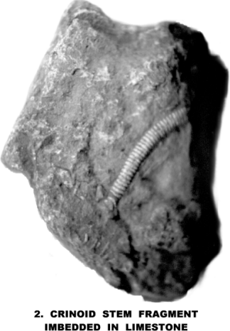CRINOID