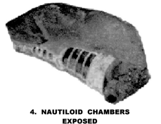 NAUTILOID