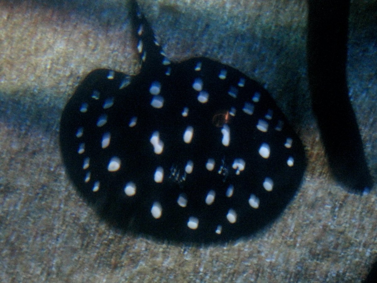 SPOTTED EAGLE RAY