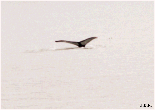 Whale Tail