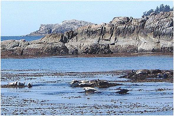 Harbour seals