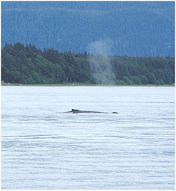 Humpback-1