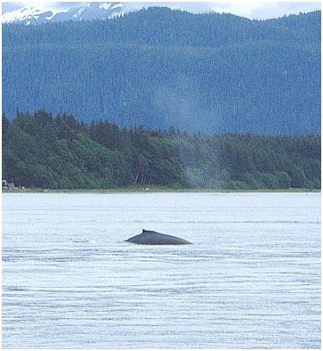 Humpback-2