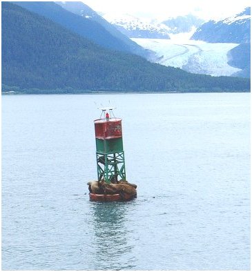 Sea Lions