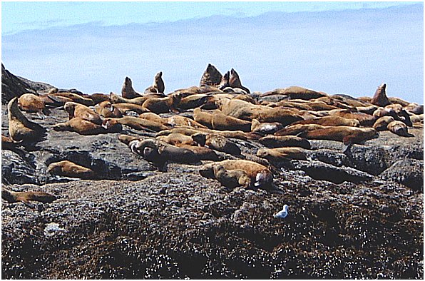 sea lions-2