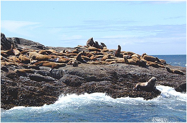sea lions-3
