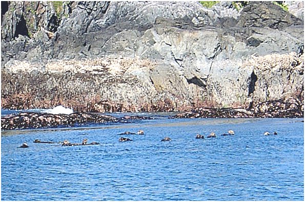 Sea otter-2