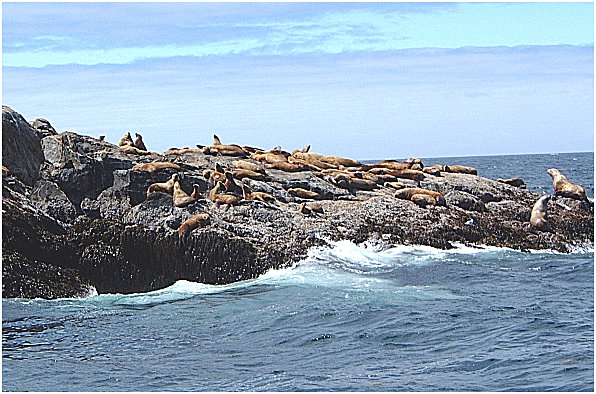 sea lions-1