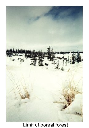 BOREAL FOREST