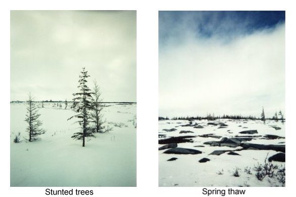 STUNTED TREES AND SPRING MELT