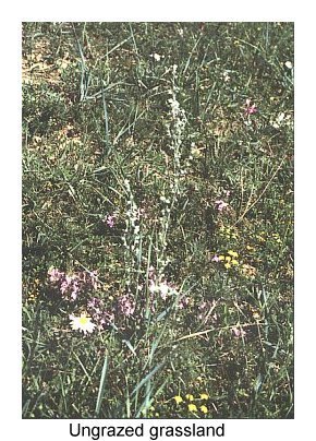 UNGRAZED GRASSLAND