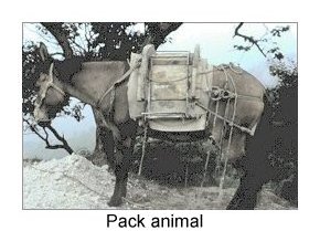 PACK ANIMAL