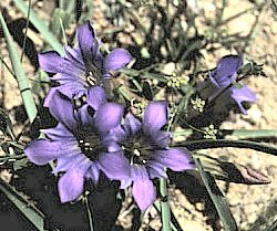 WILDFLOWER 1