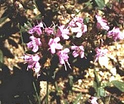 WILDFLOWER 2
