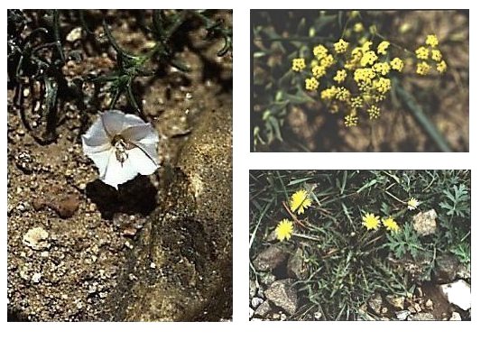 WILDFLOWERS 3