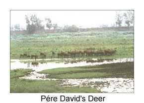 PERE DAVID'S DEER