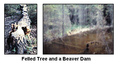 BEAVERS AT WORK