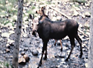 MOOSE & CALF